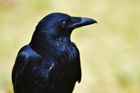 crow
