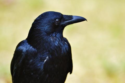 crow