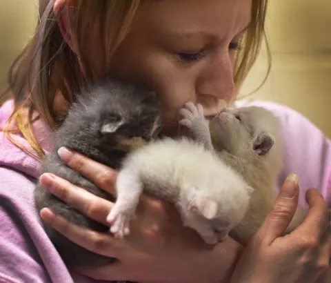 A woman in a pink hoodie snuggles three tiny kittens to her face.