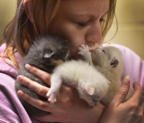 A woman in a pink hoodie snuggles three tiny kittens to her face.