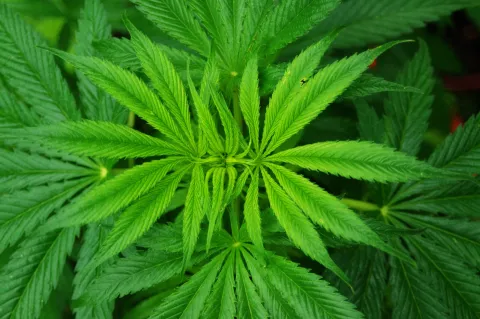 Marijuana plant