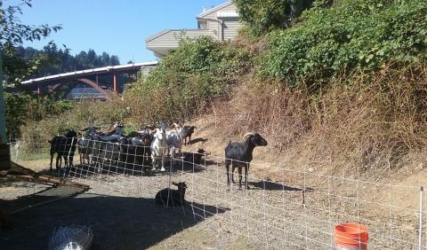 A herd of goats are clearing blackberries along the eastside river bank.