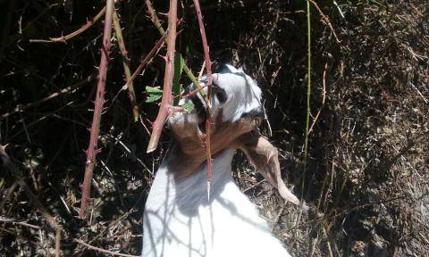 Goats are used to remove invasive blackberries near the Sellwood Bridge