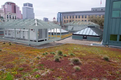 Central Library Green Roof