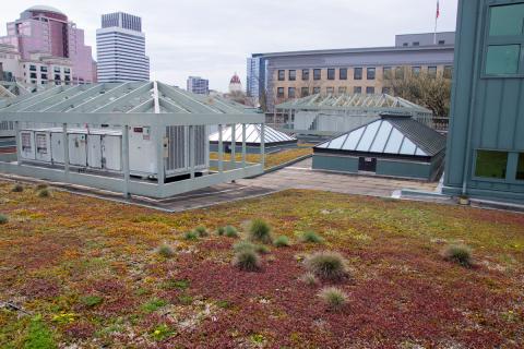 Central Library Green Roof