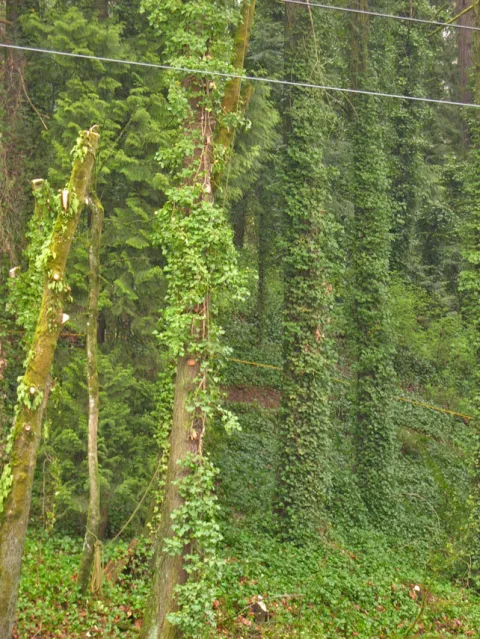 Trees and the surrounding ground covered in a thick layer of English Ivy.
