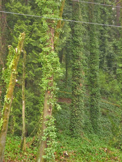 Trees and the surrounding ground covered in a thick layer of English Ivy.