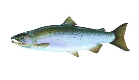 illustration of a Coho salmon