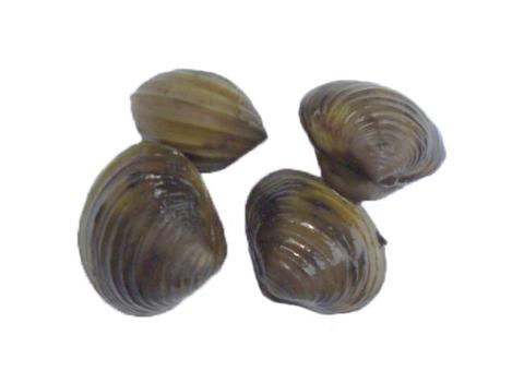 river clams