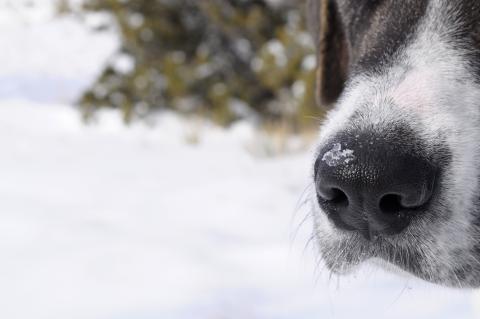 Jhana's nose in the Sandias