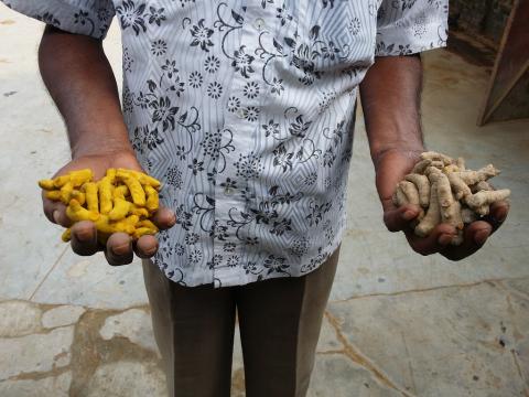 turmeric root with and without added lead