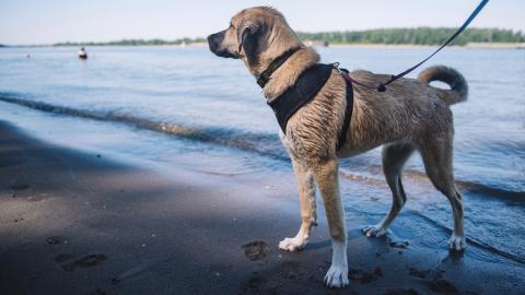 dog cooling down at water, summer 2018