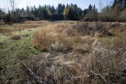 The floor of the Vance Pit covered in short grasses and overgrown brush, with the side of the pit rising beneath tall trees in the background.