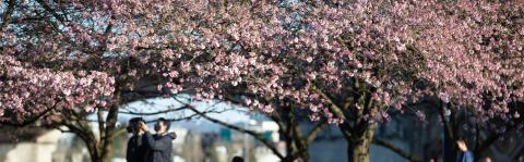 Cherry Blossoms 