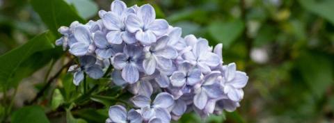 Lilacs 