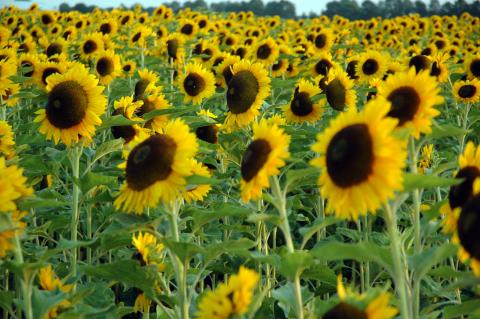 Image of a sunflower field