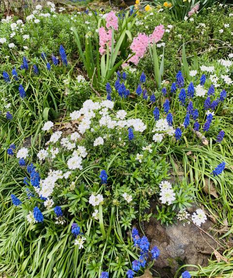 Image of white, purple, and pink spring flowers in foreground. Daffodils in background.