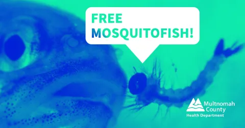 close up of a mosquitofish about to gulp a mosquito larva