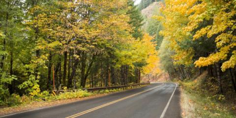 A rural road curving off into the distance, with trees on either side and a greenish light filtering through.