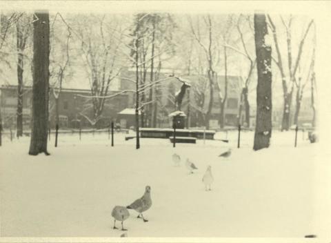 B/W photo of Elk Fountain with pigeons in front of it and the surrounding trees in the snow.