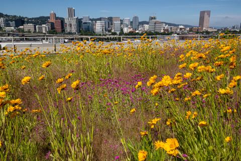 Image: Wild Flowers on the Eco Roof on June 21, 2022 Photography by Motoya Nakamura/ Multnomah County