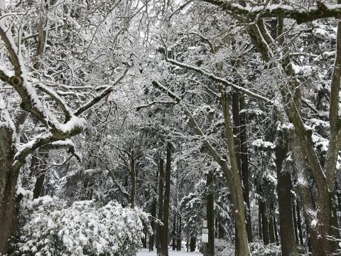 2017 Multnomah County Winter Storm Photo