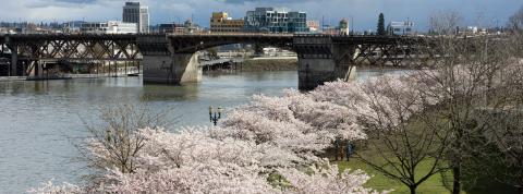 Cherry Blossoms Portland Waterfront