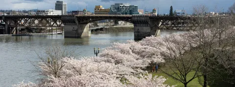 Cherry Blossoms Portland Waterfront