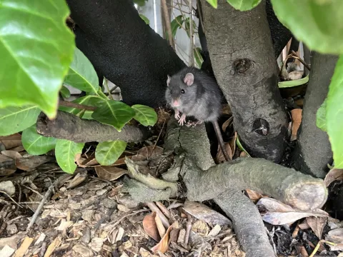 A rat poses for a picture beneath a laurel hedge in an affluent Portland neighborhood