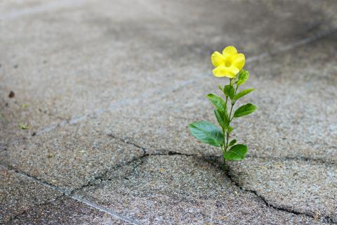 Yellow flower growing out of crack in concrete