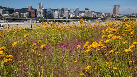 View of downtown Portland over a wildflower eco roof