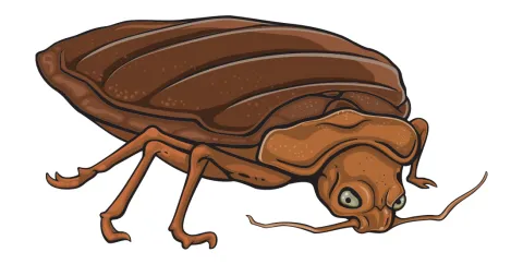 Cartoon drawing of a bed bug