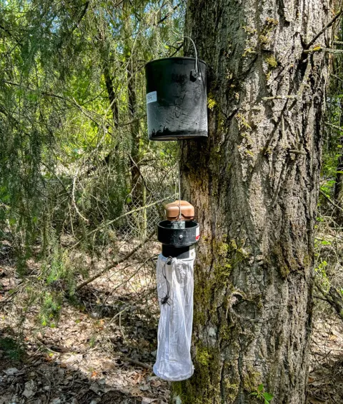 Mosquito trap hanging from a Douglas fir tree in the bush.