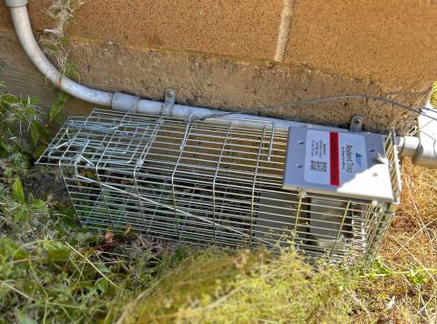 Live rodent trap tucked in the weeds against a brick building