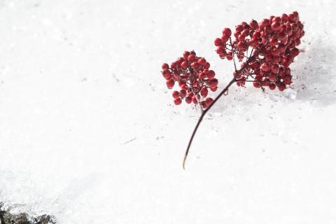 Red berries in the snow