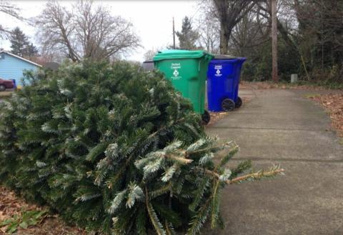 Evergreen tree set out for disposal near garbage and recycling rolling carts