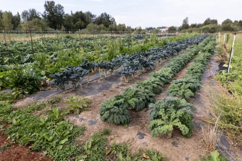 CROPS Farm field