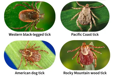 Four common tick species in Oregon