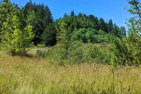 Brushy woodland and tall grass to show where ticks live