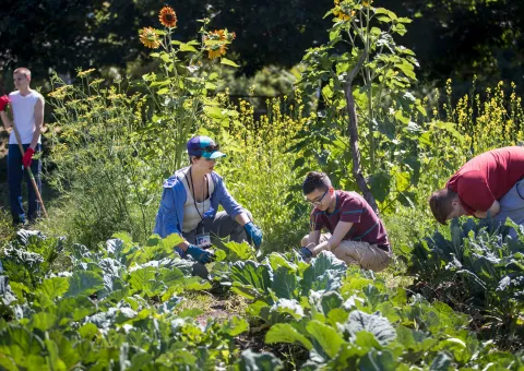 volunteers work with tools in a garden